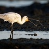 Kolpik bily - Platalea leucorodia - Eurasian Spoonbill o0924